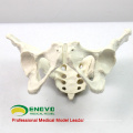 PELVIS03 (12340) Medical Anatomical Adult Female Pelvis Model, Anatomy Models > Male/Female Models